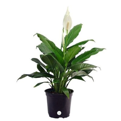 Peace Lily Vancouver