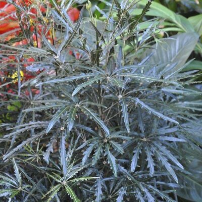 False Aralia