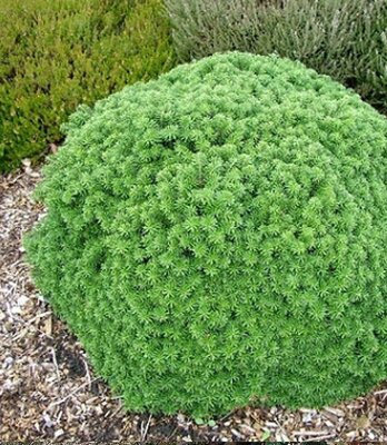 Cis Korean Fir