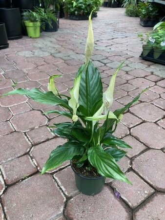 Peace Lily - image 2
