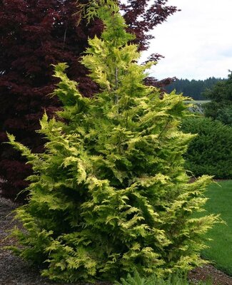 Goldilocks Hinoki Cypress