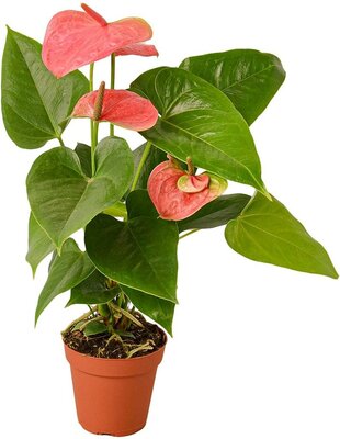 Anthurium