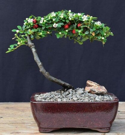 Strieb's Findling Cotoneaster pre-Bonsai