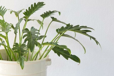 Philodendron Xanadu