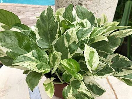 Pothos Pearl And Jade