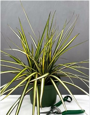 Dracaena Ray of Sunshine