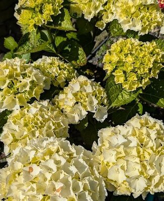 My Beautiful Akita White Hydrangea