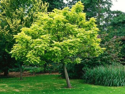 Golden Indian Bean Tree