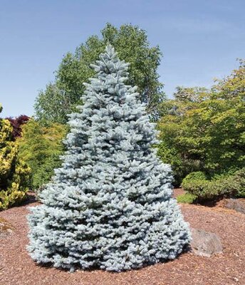 Monty Blue Spruce
