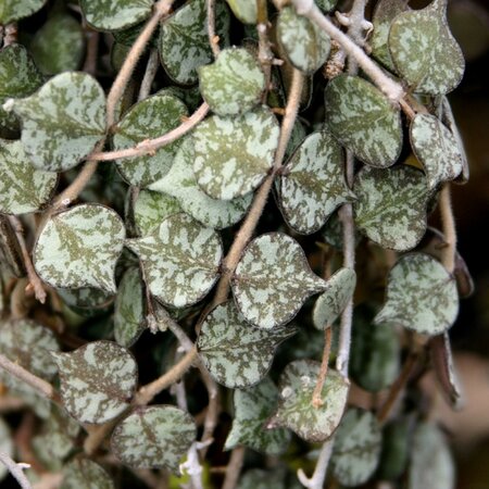 Hoya Curtisii