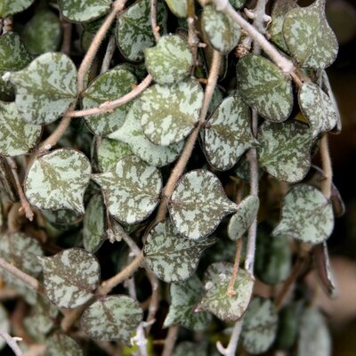 Hoya Curtisii