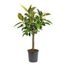 Ficus Rubber Tree Standard Melany