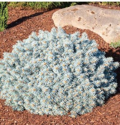 Moonstone Blue Spruce 18" Standard