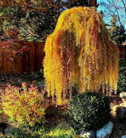Weeping Larch