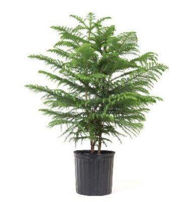 Norfolk Island Pine