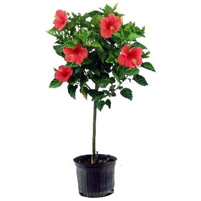 Tropical Hibiscus Standard - image 1