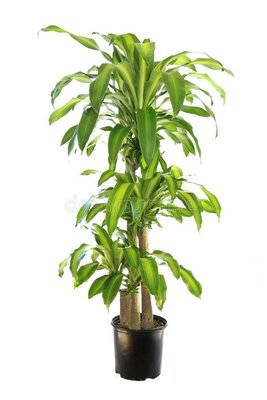 Dracaena Corn Plant 4-3-2
