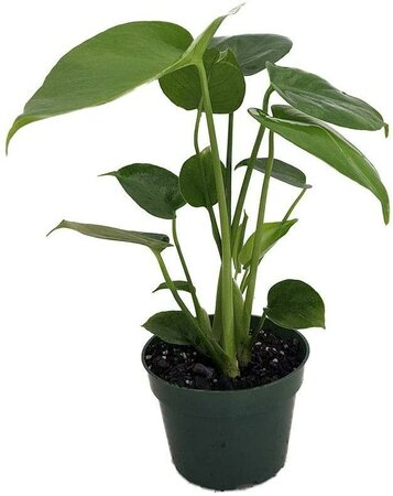 Swiss Cheese Monstera Plant