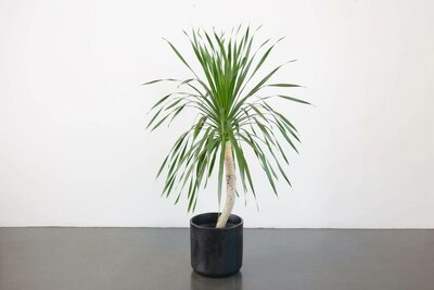 Dracaena Arborea Single
