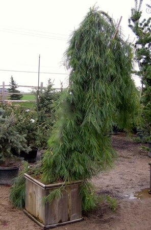 Angel Falls White Pine