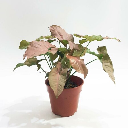 Arrowhead (Nephthytis) Pink