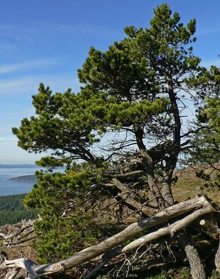Topiary Shore Pine 7-8' - image 1
