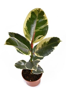 Rubber Plant Tineke