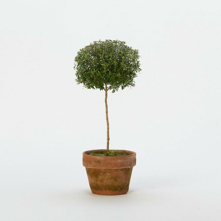 Myrtle Topiary in Terracotta Pot