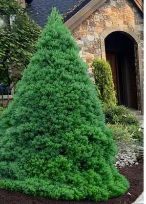 Von Martin Compact Giant Sequoia - image 1