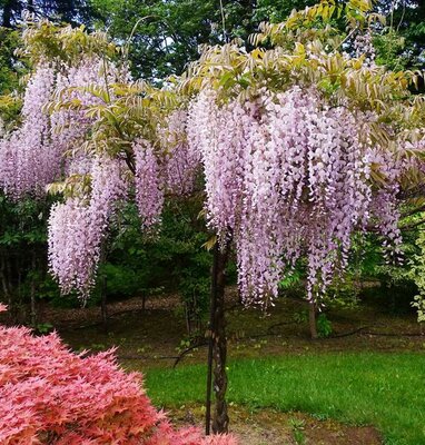 Honbeni Pink Ice Japanese Wisteria