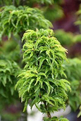 Shishigashira Japanese Maple
