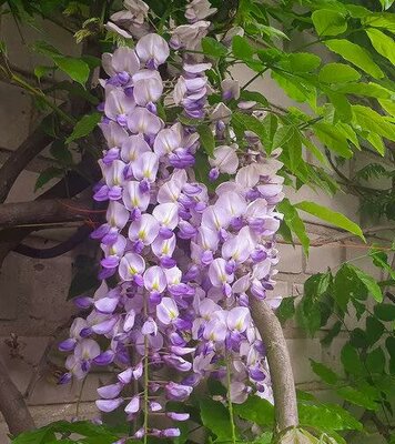 Kyushaku (AKA 'Macrobotrys') Japanese Wisteria