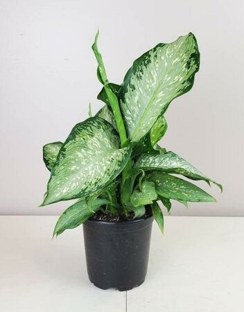 Dieffenbachia Tiki