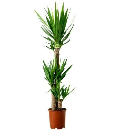 Yucca Cane Double 2-1
