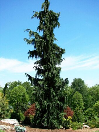 Green Arrow Nootka Cypress 4-5'