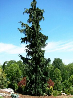 Green Arrow Nootka Cypress 4-5'