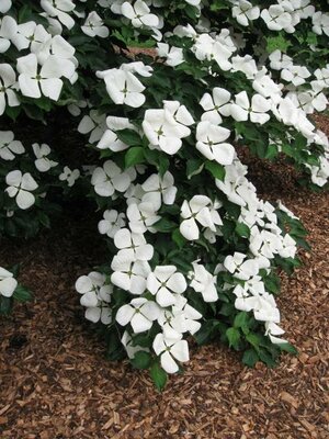 Venus Dogwood