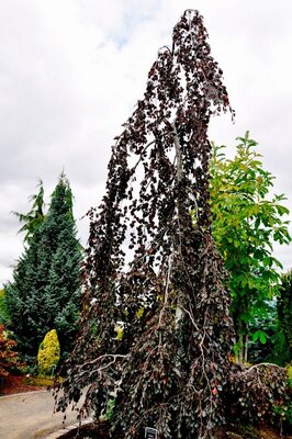 Purple Fountain Beech