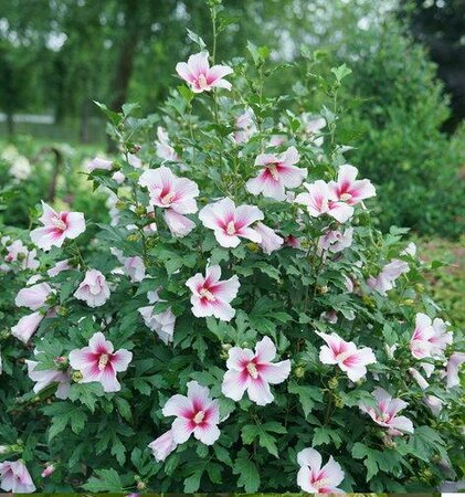 Paraplu Pink Ice Hardy Hibiscus