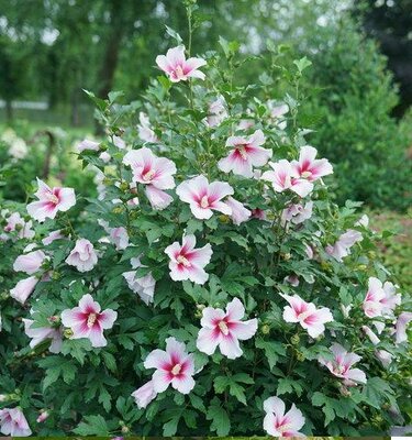 Paraplu Pink Ice Hardy Hibiscus