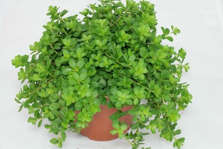 Peperomia Deppeana