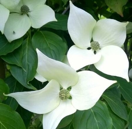 China Girl Dogwood