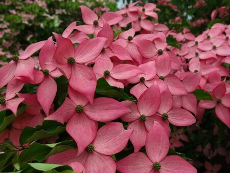 Scarlet Fire Japanese Dogwood
