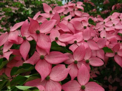 Scarlet Fire Japanese Dogwood