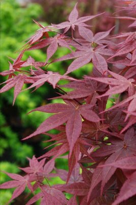 Rhode Island Red Japanese Maple