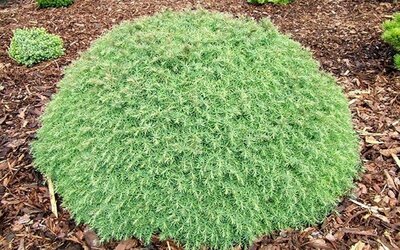 Mushroom Japanese Cedar