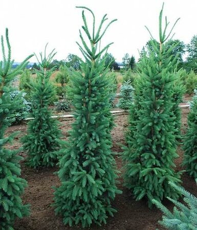 Cupressina Spruce