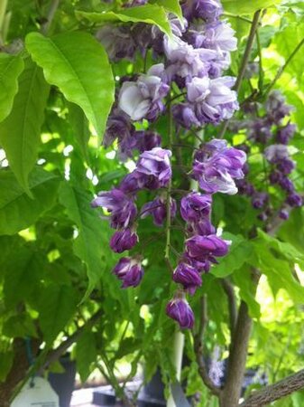 Violacaea Plena Japanese Wisteria