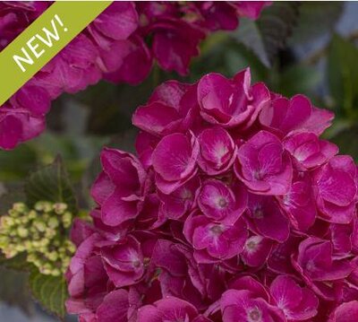 Akadama Repeat-Blooming Hydrangea
