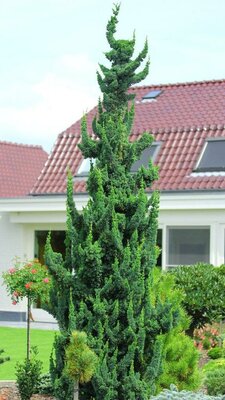 Wissel's Saguaro Cypress